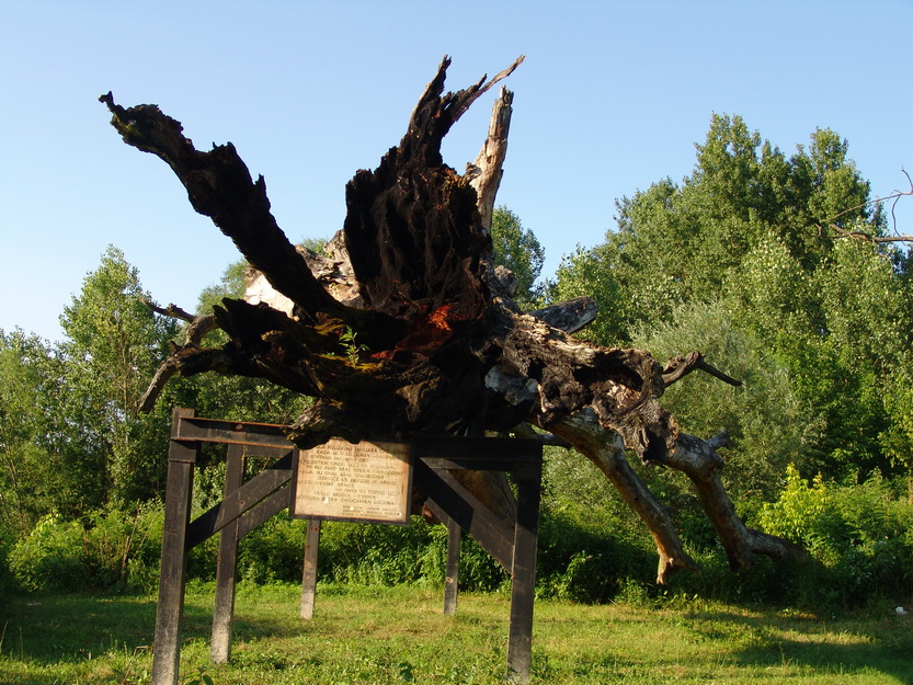 jasenovac_topola.jpg