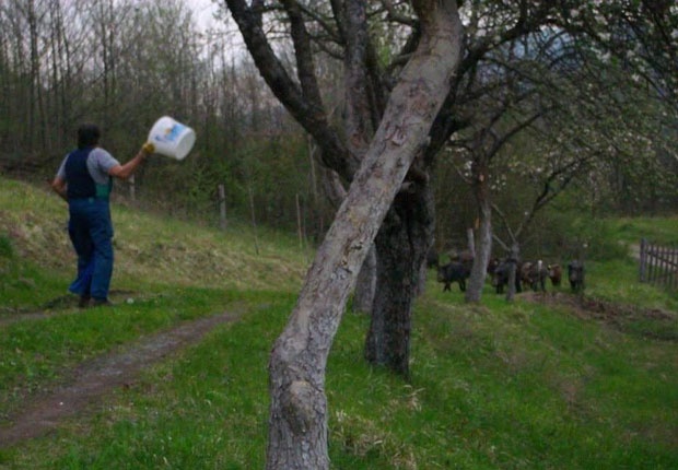 Povratnici se brane od najezde divljih svinja